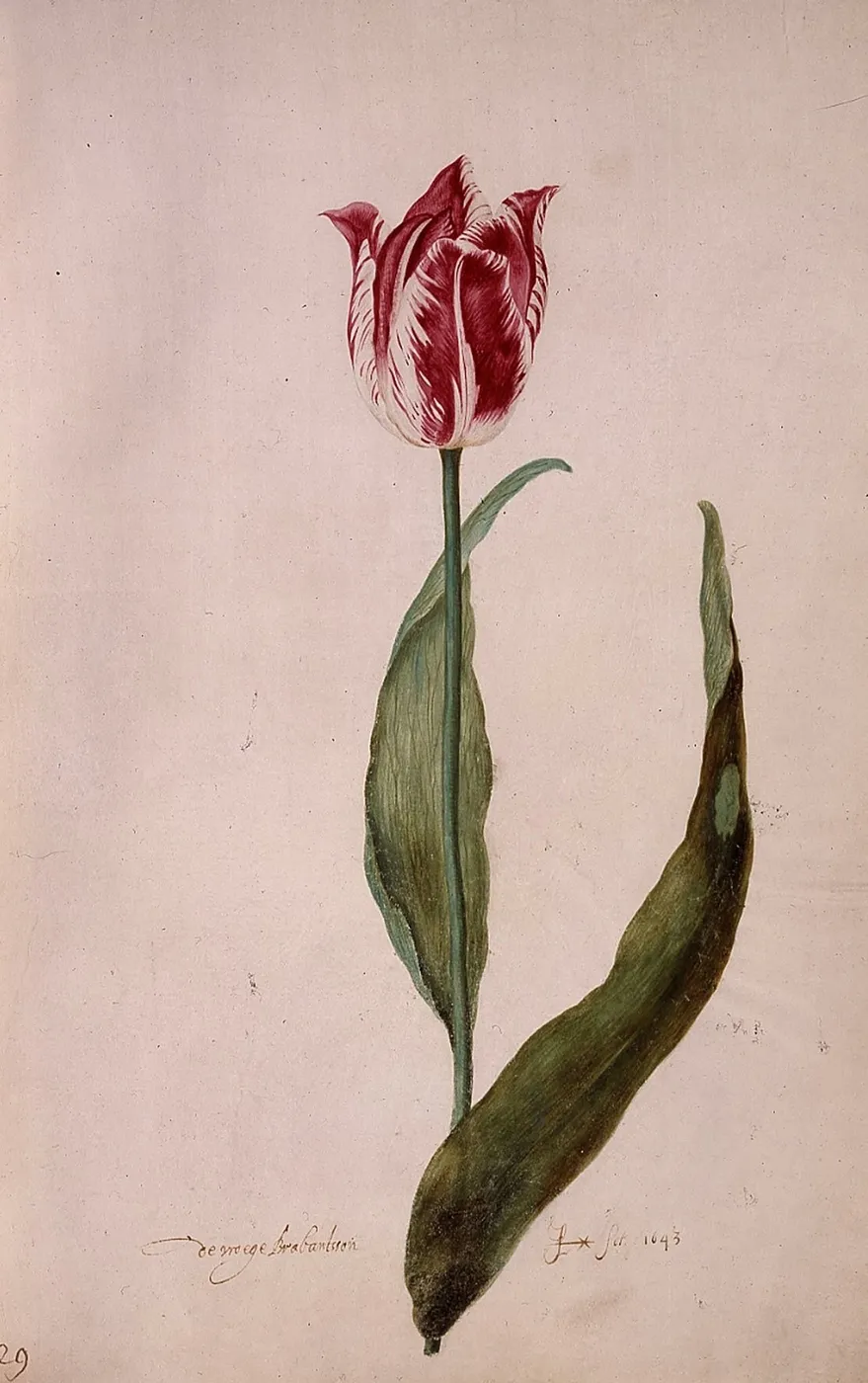 Early Brabantsson (folio 29) (1643) by Judith Leyster — original painting reproduced as a hand-painted oil on canvas