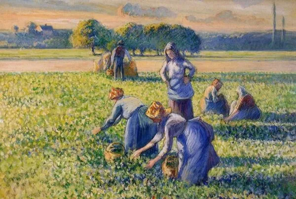 The pea harvest (1887) by Camille Pissarro — original painting reproduced as a hand-painted oil on canvas