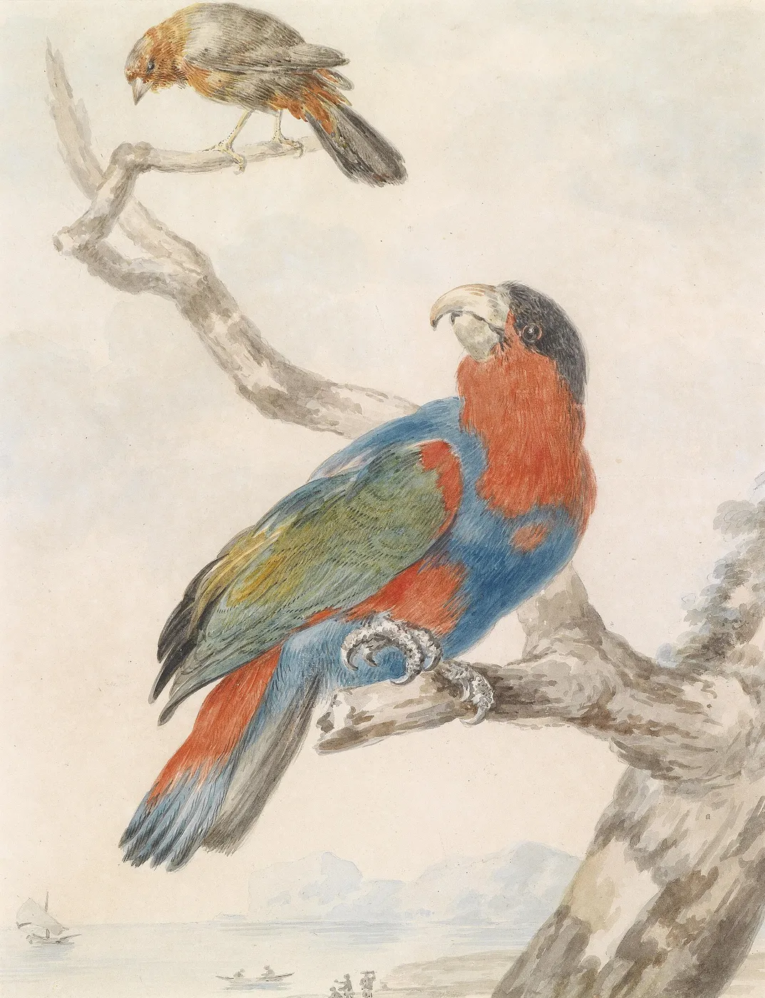 A Black-capped Lory (Lorius lory) in the centre of the painting. A flycatcher above. (1823) by Abraham Meertens — original painting reproduced as a hand-painted oil on canvas