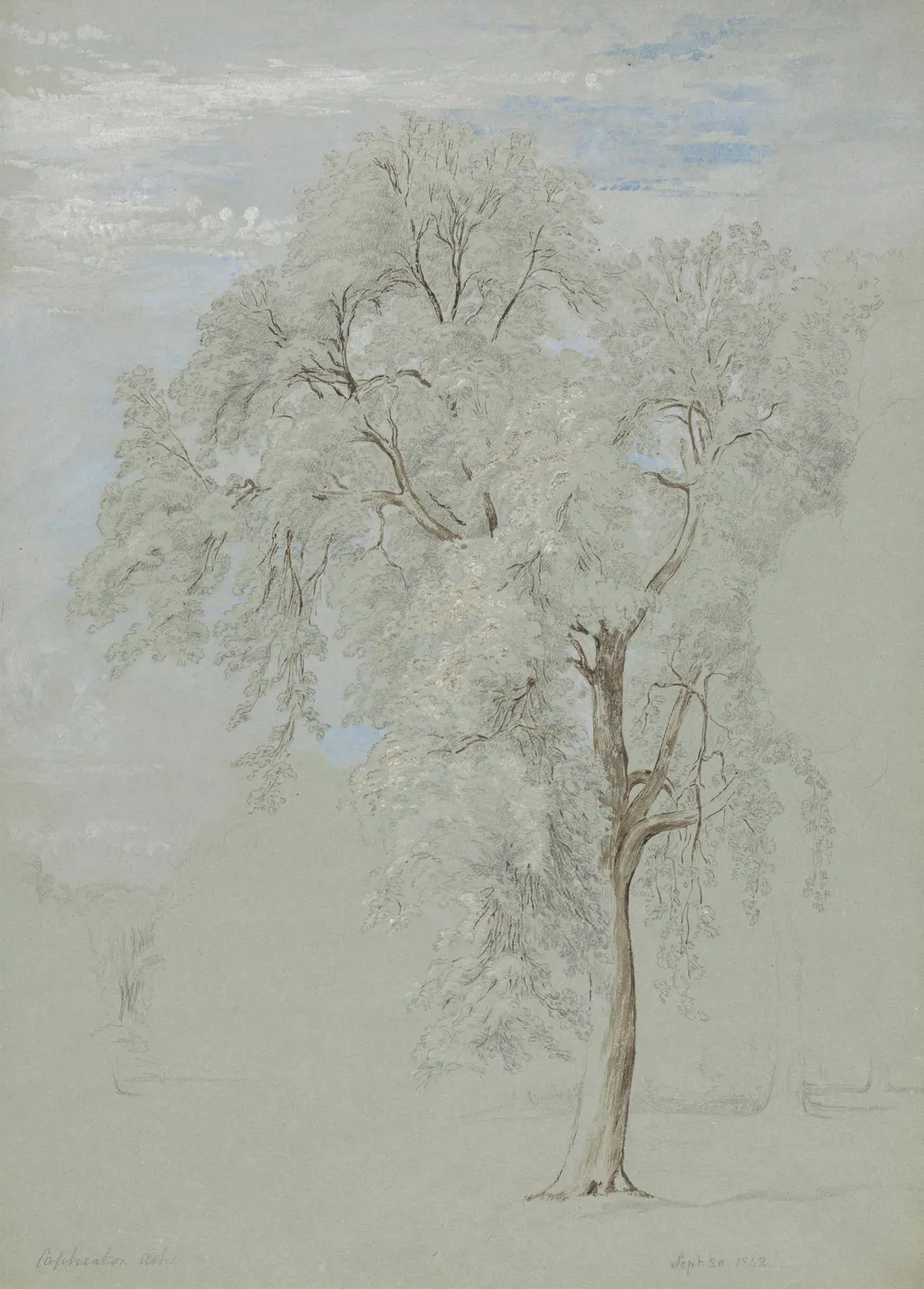 Ash Tree — Edward Swinburne