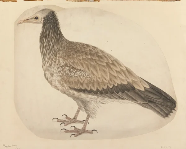 Egyptian Vulture (1736) by Charles Collins — original watercolour reproduced as a hand-painted oil on canvas