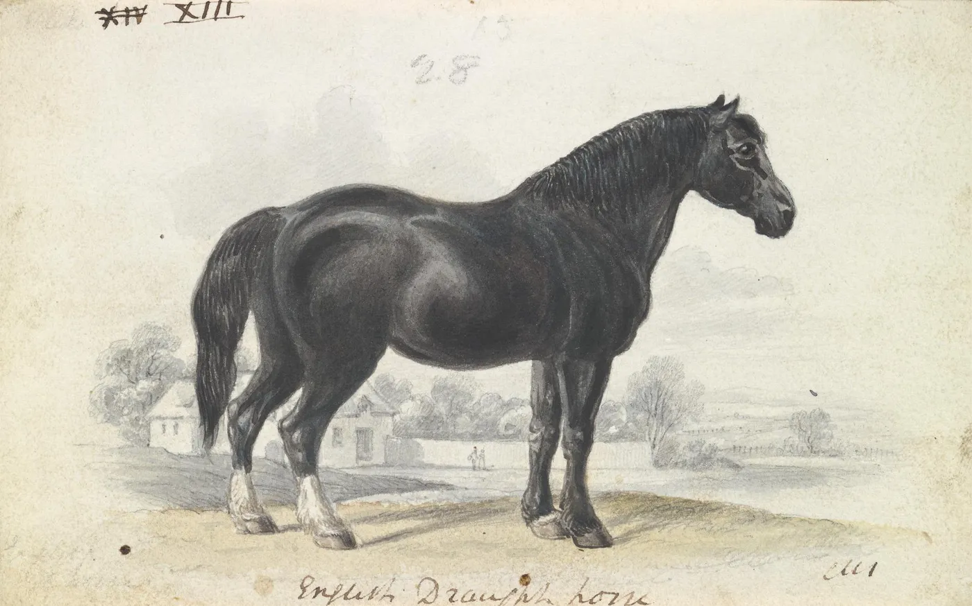 English Draught Horse (1837) by Charles Hamilton Smith — original watercolour reproduced as a hand-painted oil on canvas