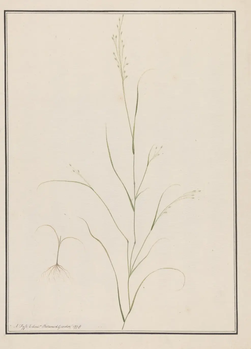 Eragrostis Tef (1775) by Andrew Fyfe — original watercolour reproduced as a hand-painted oil on canvas