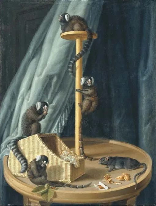 Exotic species of monkeys from the private zoo of Herzog Christian Ludwig von Mecklenburg-Schwerin (1750) by Dietrich Findorff — original painting reproduced as a hand-painted oil on canvas