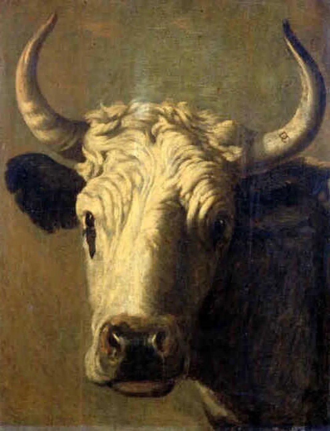 Head of a Cow (1627) by Dirck Govertsz — original painting reproduced as a hand-painted oil on canvas
