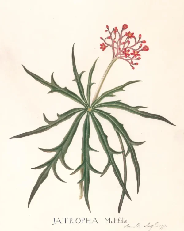 Jatropha Multifidis (1771) by Ann Lee — original watercolour reproduced as a hand-painted oil on canvas