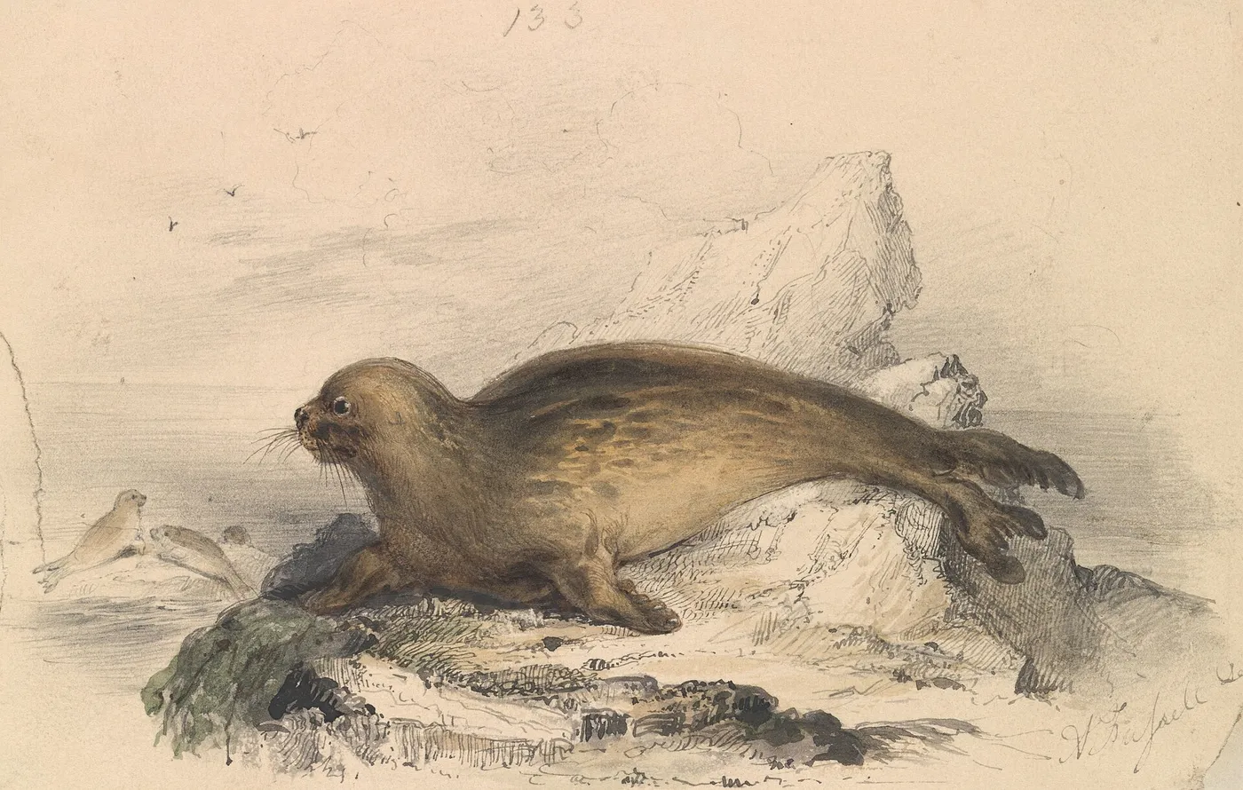 Otaria Ursina (1837) by Alexander Fussell — original watercolour reproduced as a hand-painted oil on canvas
