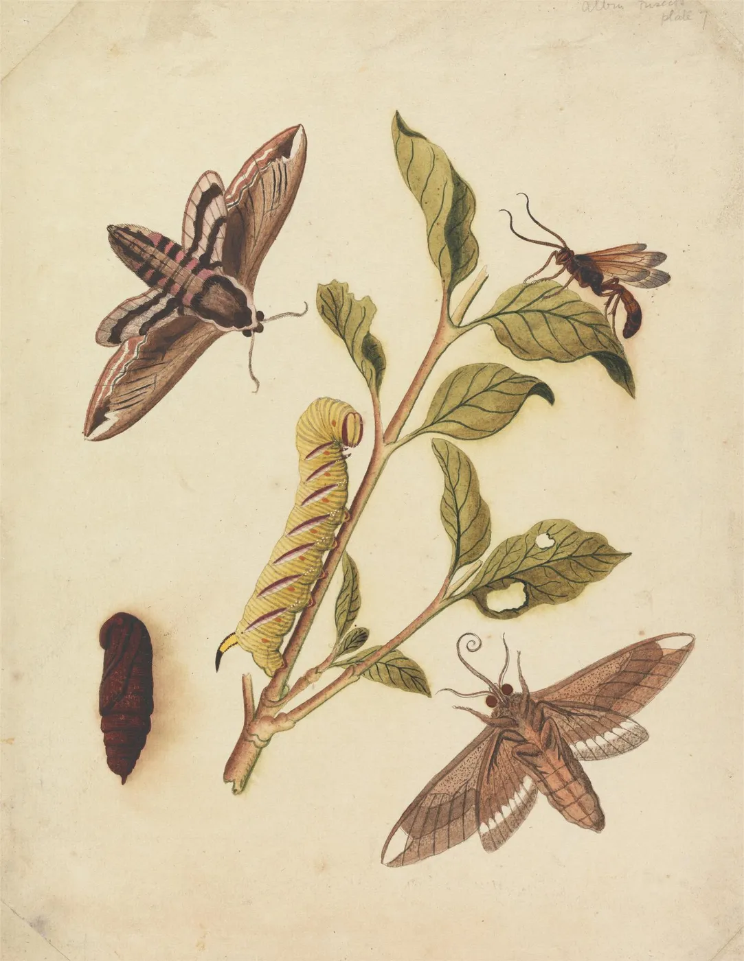 Privet Hawk Moths and Callajoppa Exaltatoria (1720) by Eleazar Albin — original watercolour reproduced as a hand-painted oil on canvas