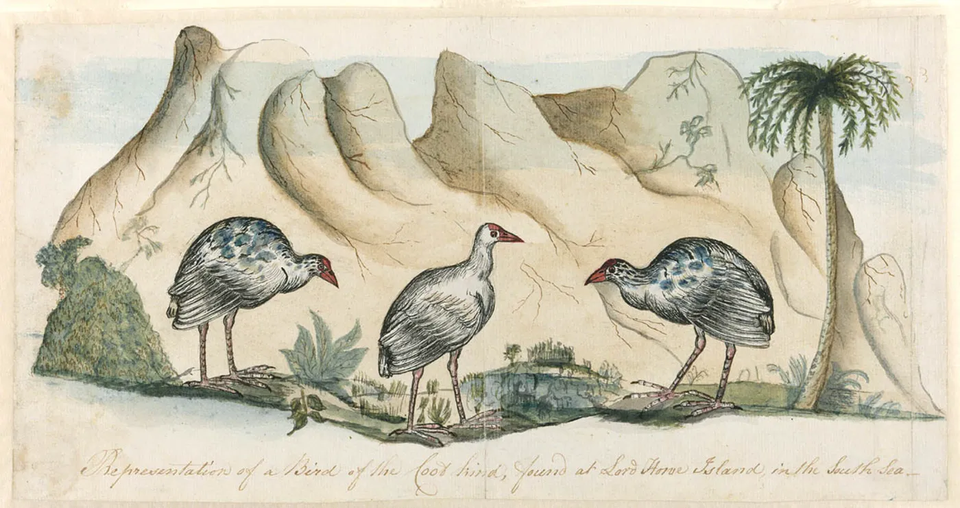 Representation of a Bird of the Coot kind, found at Lord Howe Island, Arthur Bowes Smyth (1788) by Arthur Bowes Smyth — original watercolour reproduced as a hand-painted oil on canvas