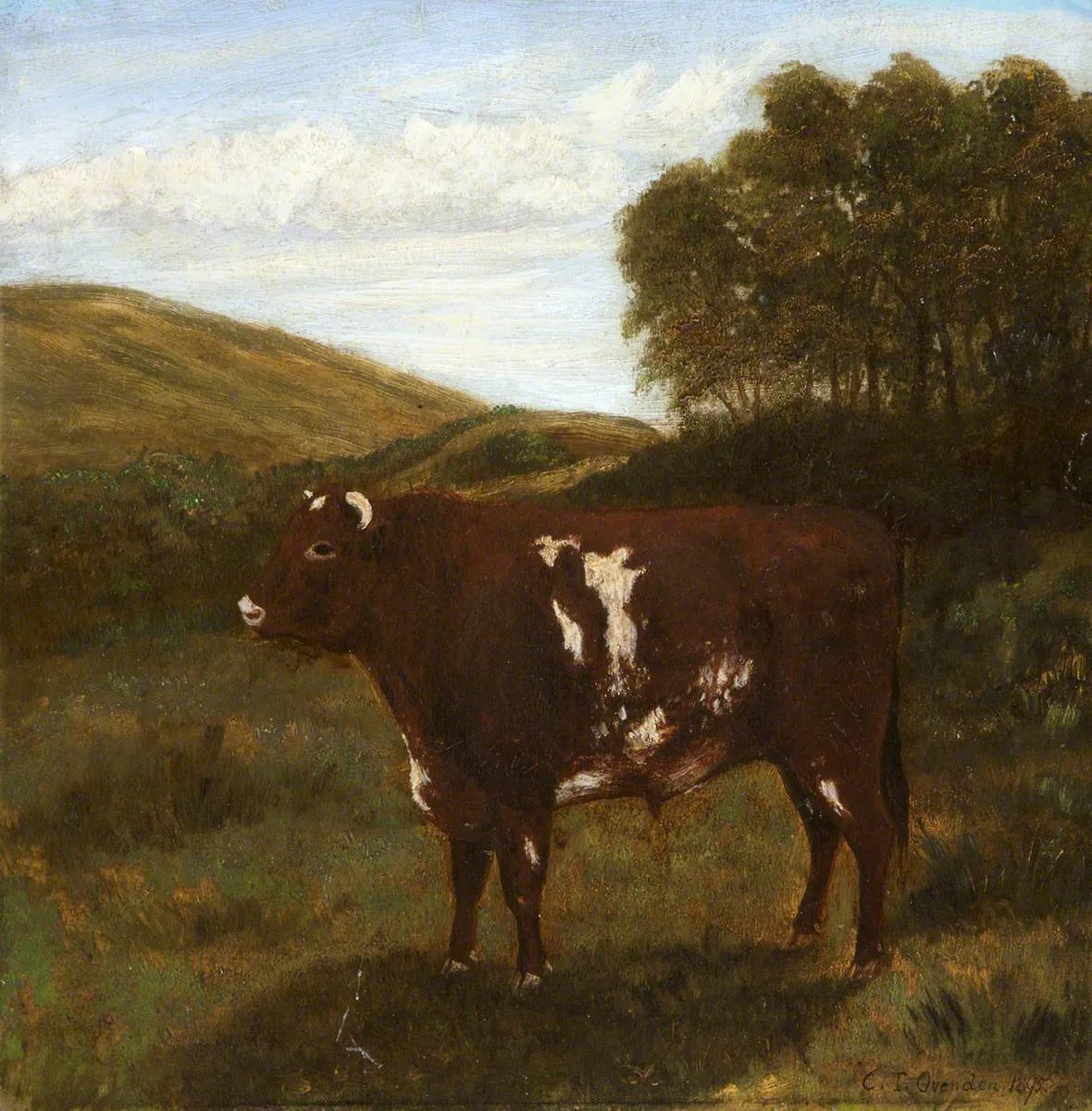 Shorthorn Bull (?) (1895) by Charles Ovenden — original painting reproduced as a hand-painted oil on canvas