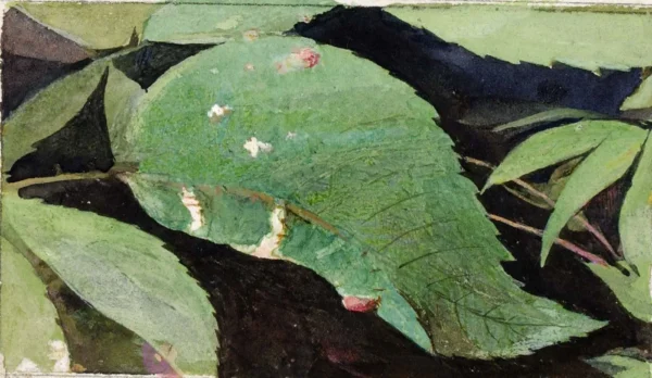 White Birch Leaf Edge Caterpillar, study for book Concealing Coloration in the Animal Kingdom by Emma Beach Thayer — original painting reproduced as a hand-painted oil on canvas